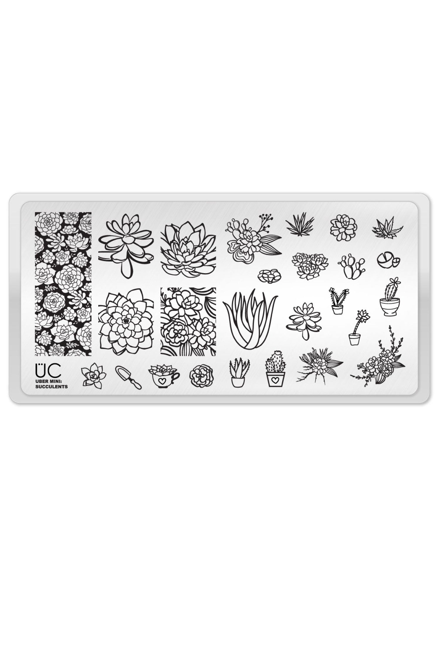 plate succulent Succulents